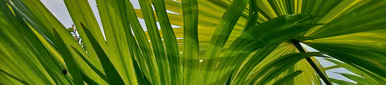Houttuyn Wellness River Resort - Image 1